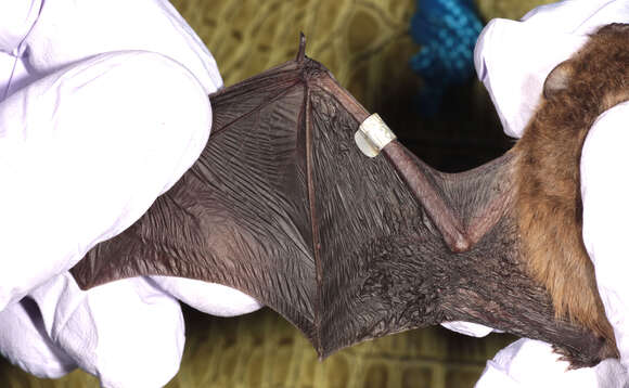 Image of soprano pipistrelle, pygmy pipistrelle