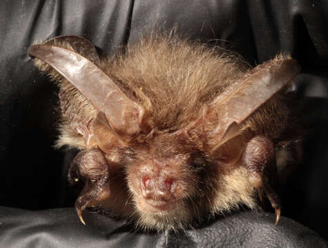 Image of Brown long-eared bat