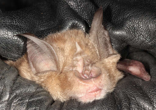 Image of Greater Horseshoe Bat