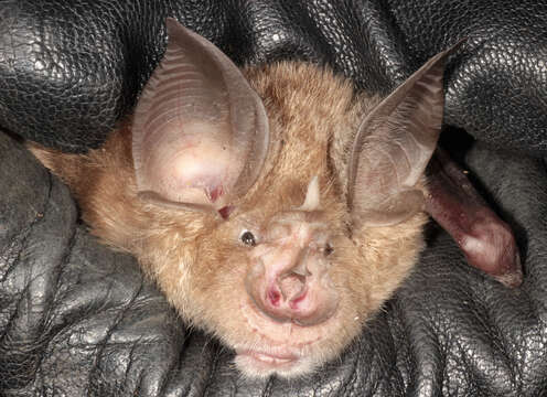 Image of Greater Horseshoe Bat