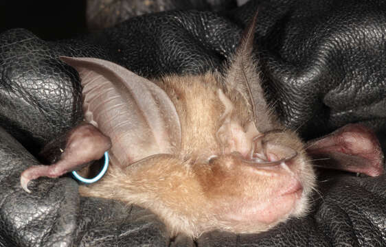 Image of Greater Horseshoe Bat