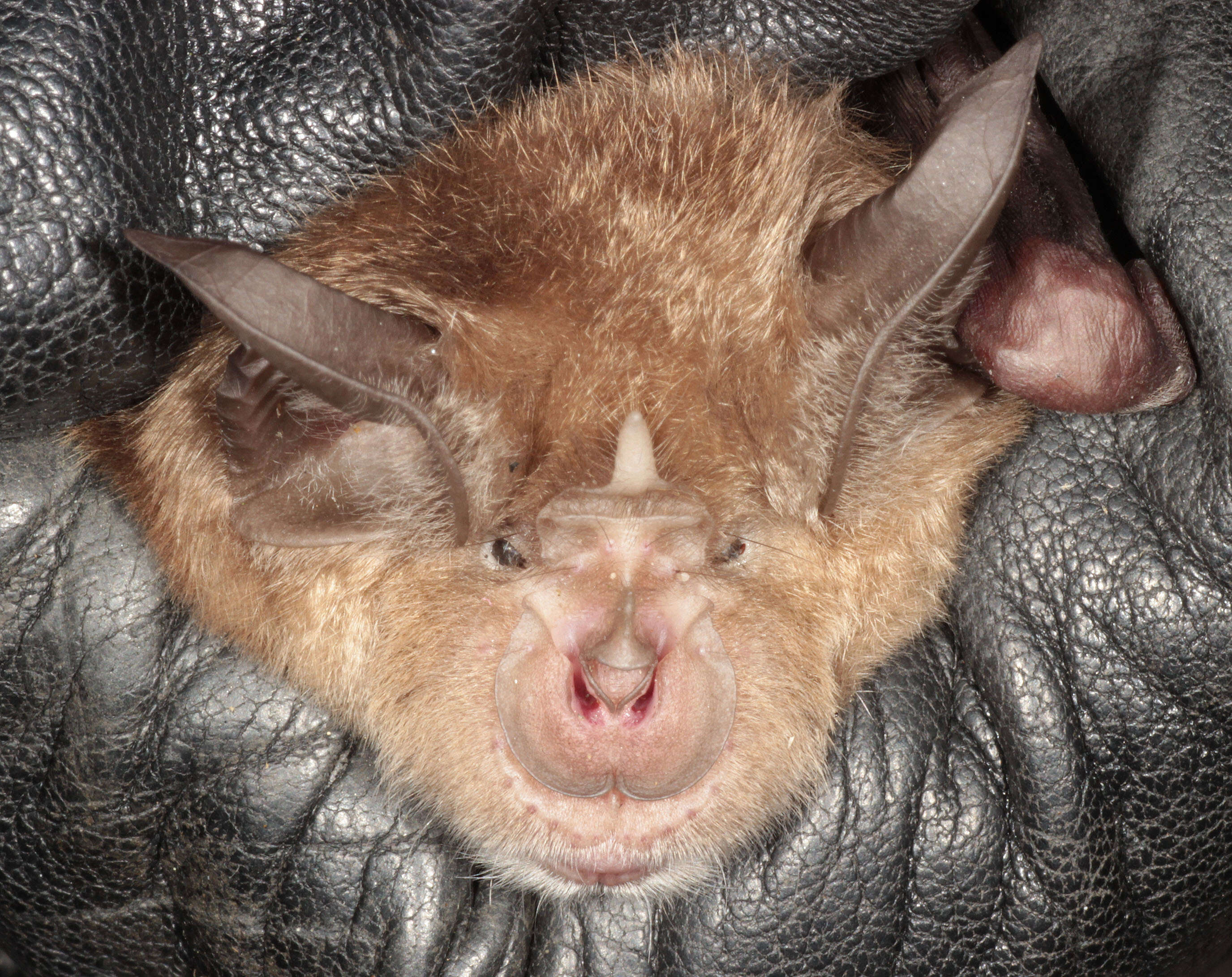 Imagem de Rhinolophus ferrumequinum (Schreber 1774)