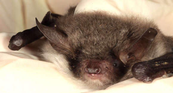 Image of Natterer's Bat