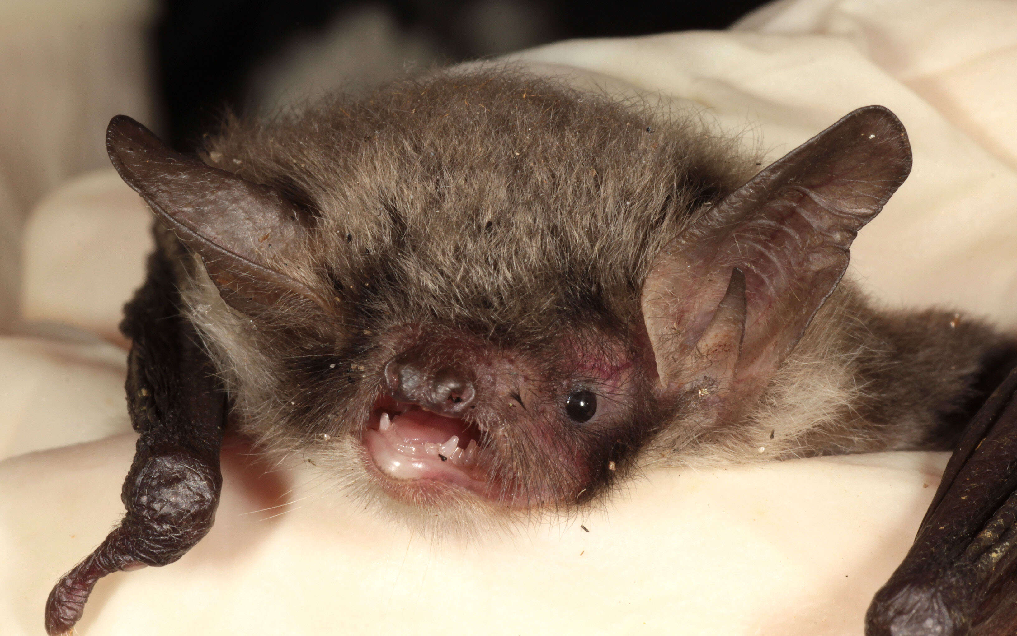 Image of Natterer's Bat