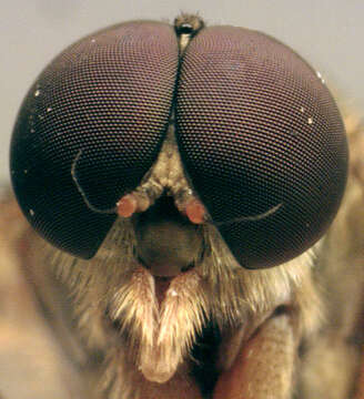 Image of Marsh Snipe fly