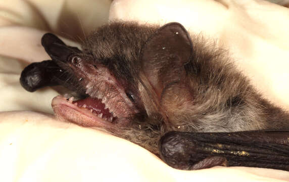 Image of Natterer's Bat