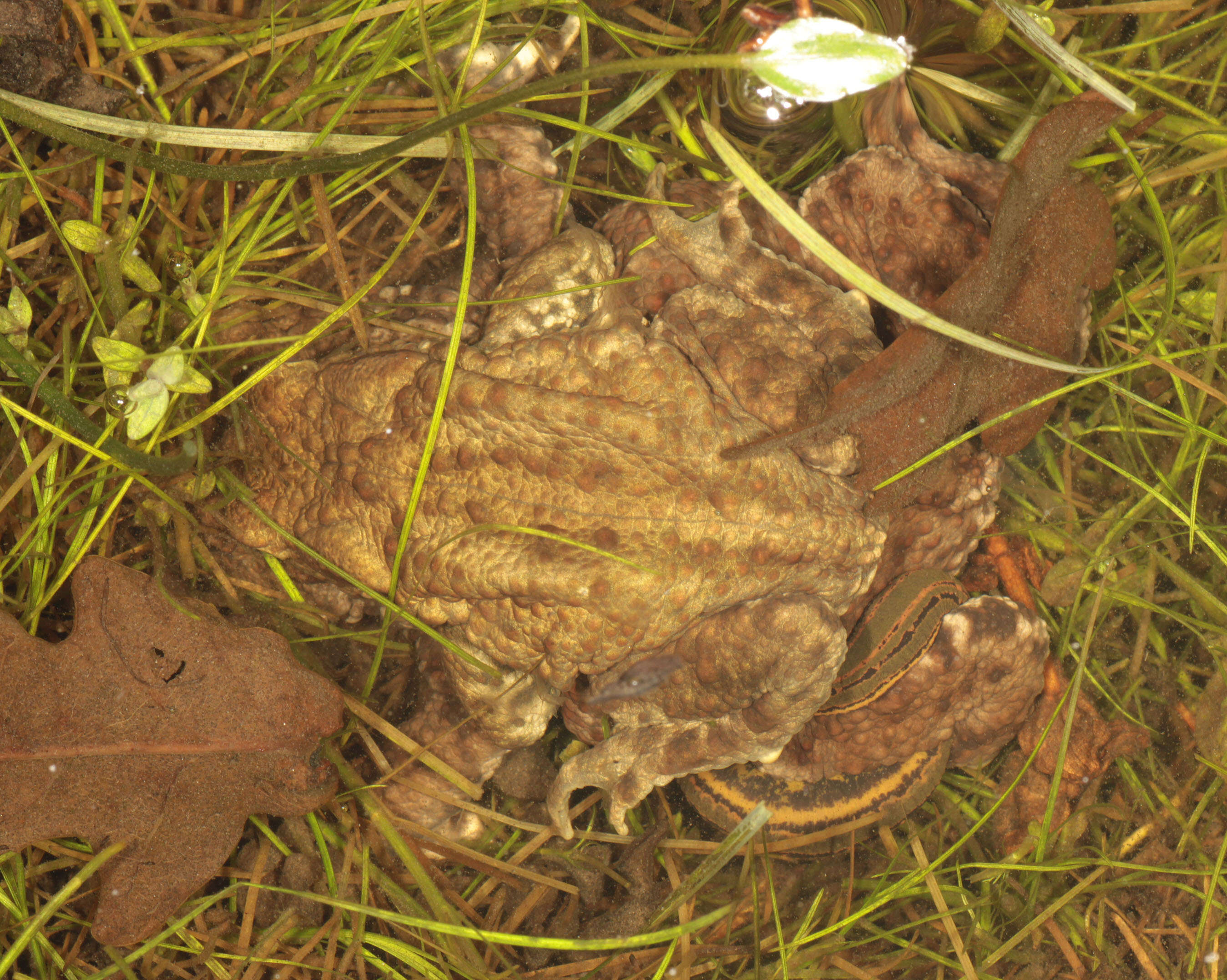 Image of Common Toad