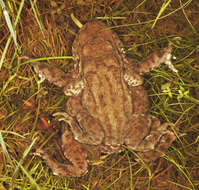 Image of Common Toad