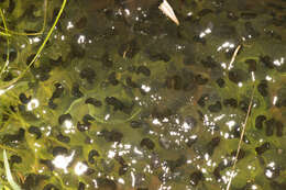 Image of Common frog