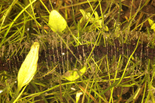 Image of Common Toad