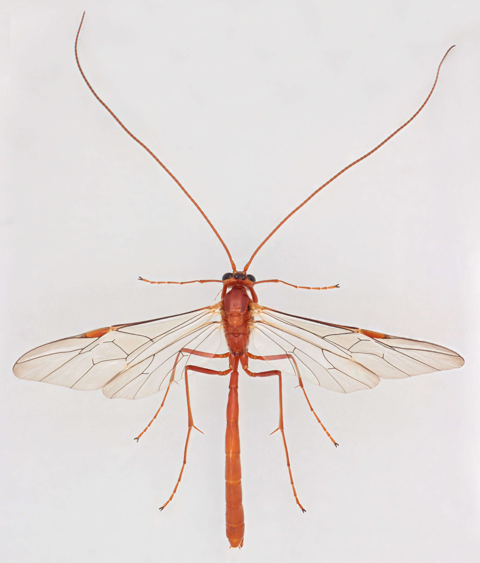 Image of Ophion scutellaris Thomson 1888