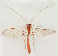 Image of Ophion scutellaris Thomson 1888