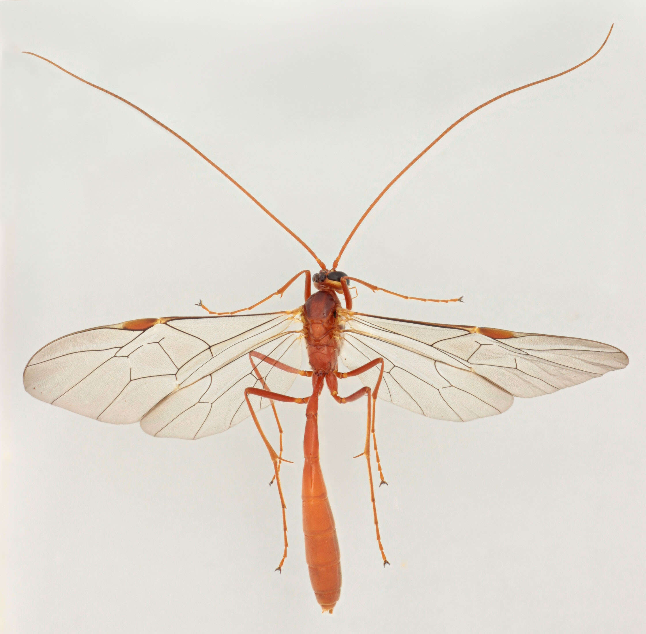 Image of Ophion scutellaris Thomson 1888