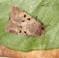 Orthosia gothica Linnaeus 1758 resmi