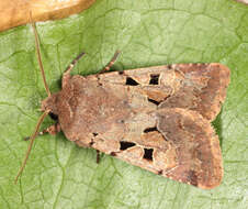 Orthosia gothica Linnaeus 1758 resmi