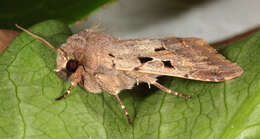 Orthosia gothica Linnaeus 1758 resmi