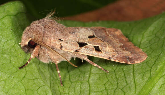 Orthosia gothica Linnaeus 1758 resmi