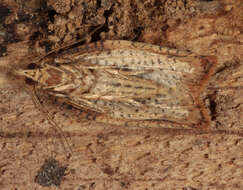 Image of Light brown apple moth