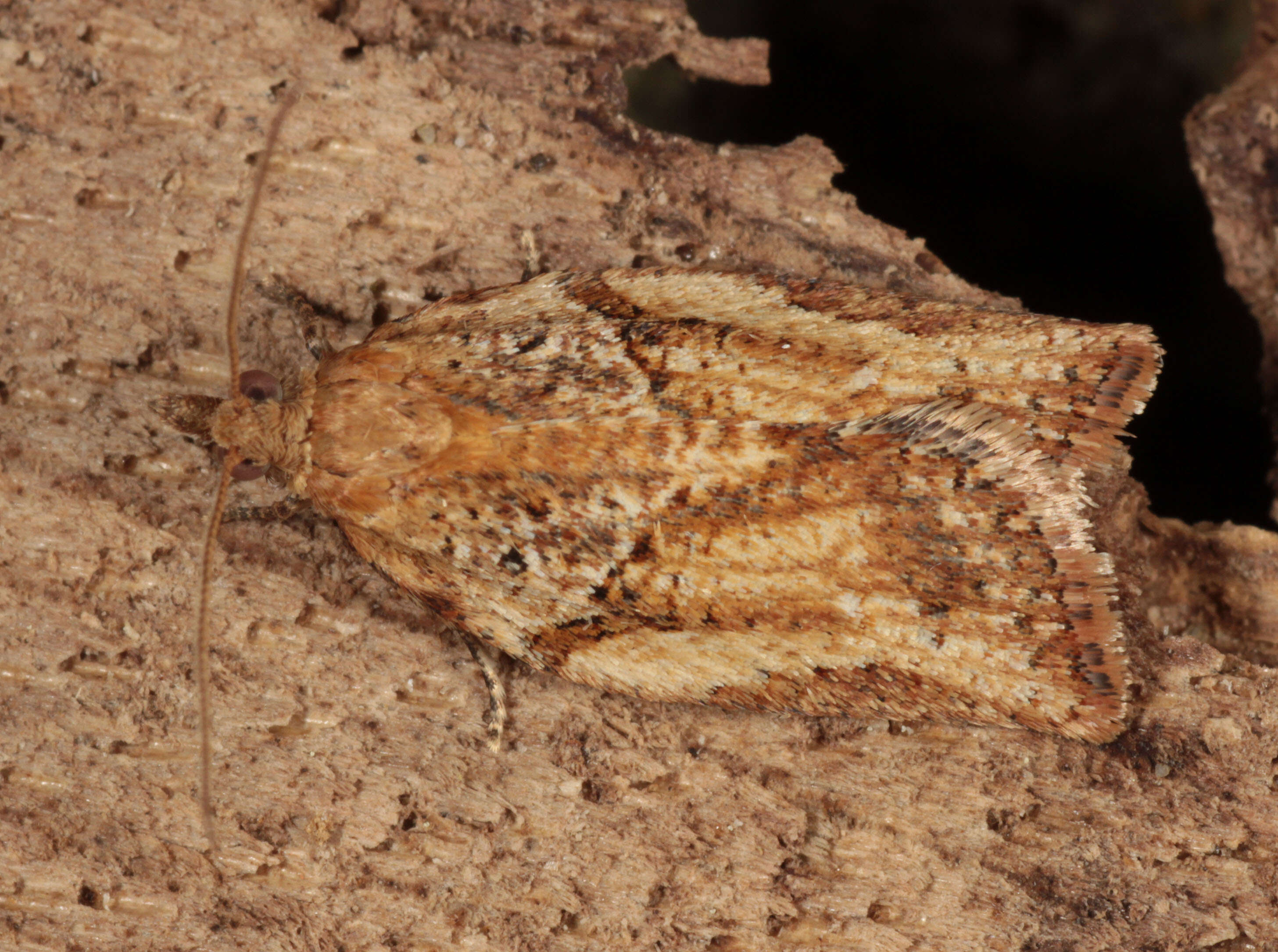 Image of Light brown apple moth