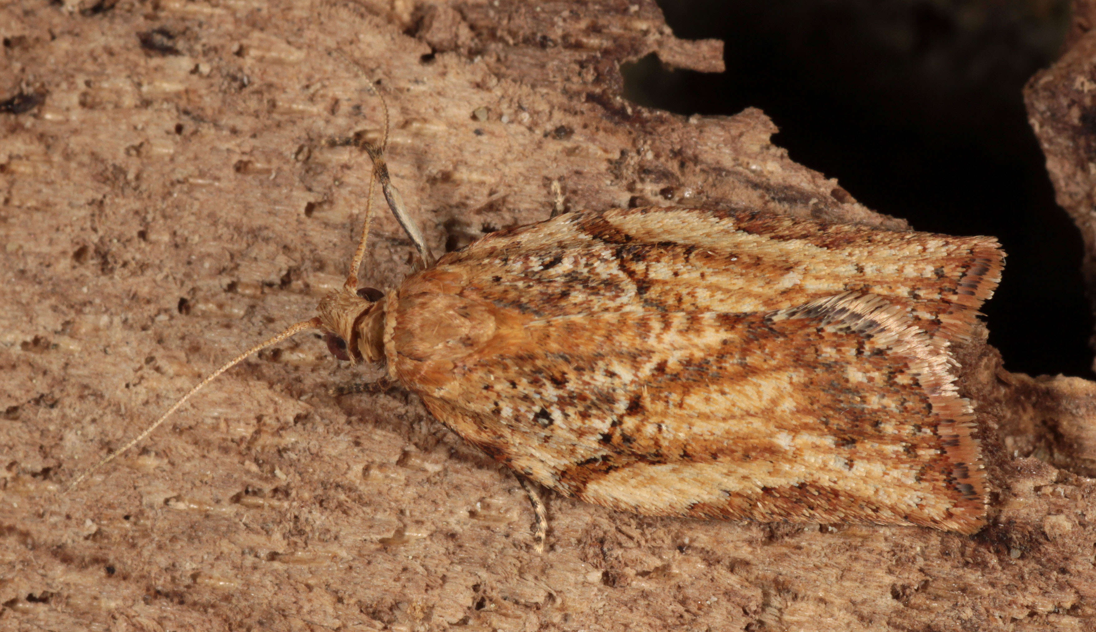 Image of Light brown apple moth