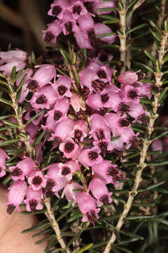 Слика од Erica carnea L.