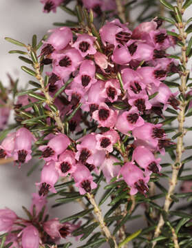 Слика од Erica carnea L.