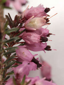 Слика од Erica carnea L.