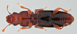 Image of small flattened bark beetles