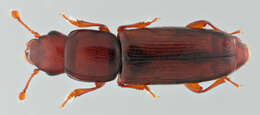 Image of small flattened bark beetles