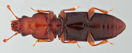 Image of small flattened bark beetles