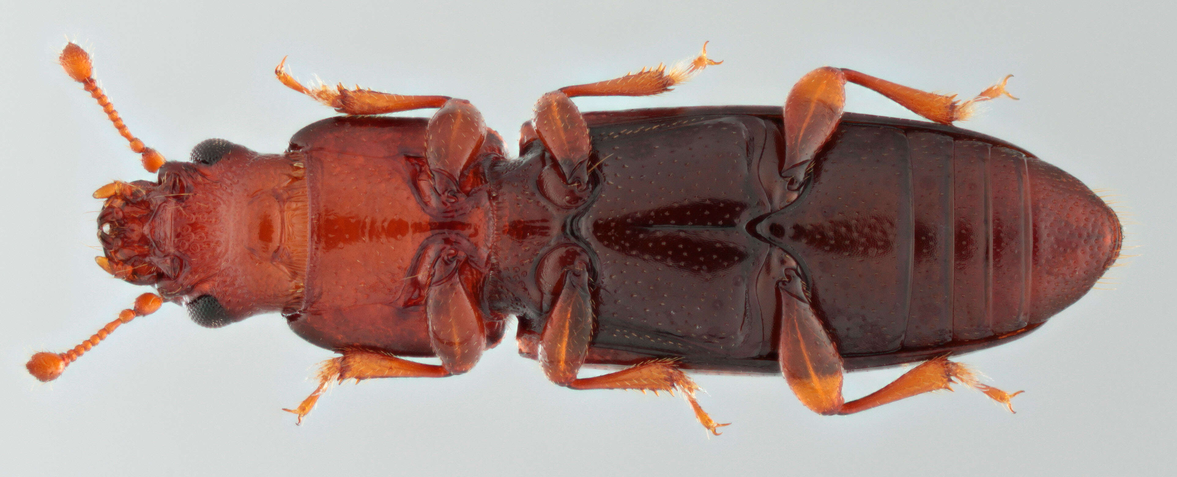 Image of small flattened bark beetles