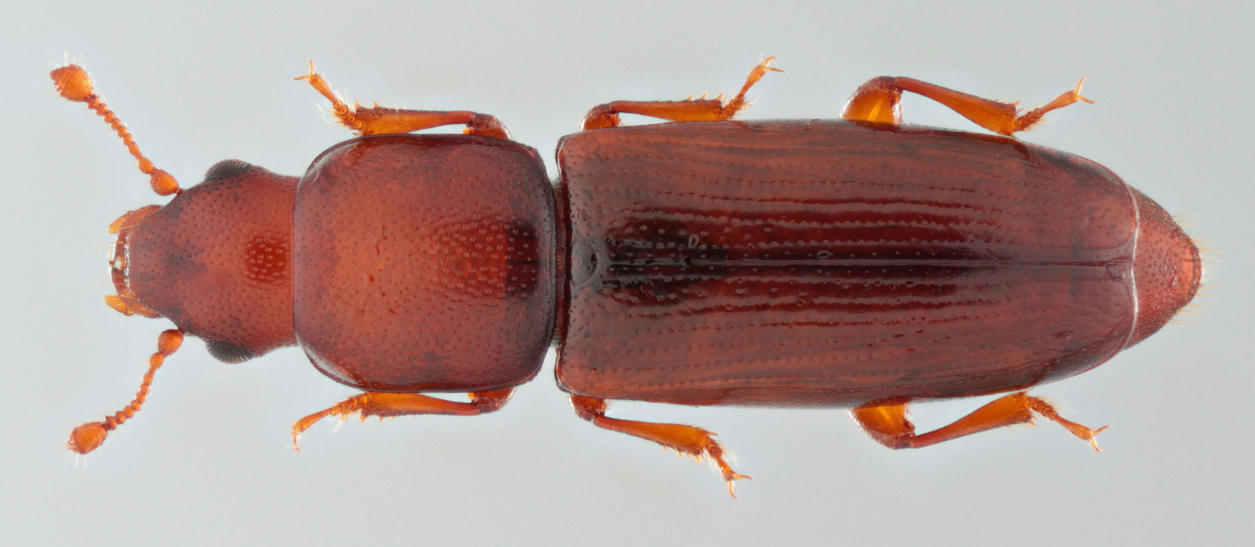 Image of small flattened bark beetles