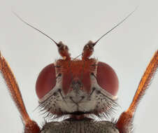 Image of Heleomyza
