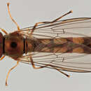 Image of Melanostoma scalare (Fabricius 1794)