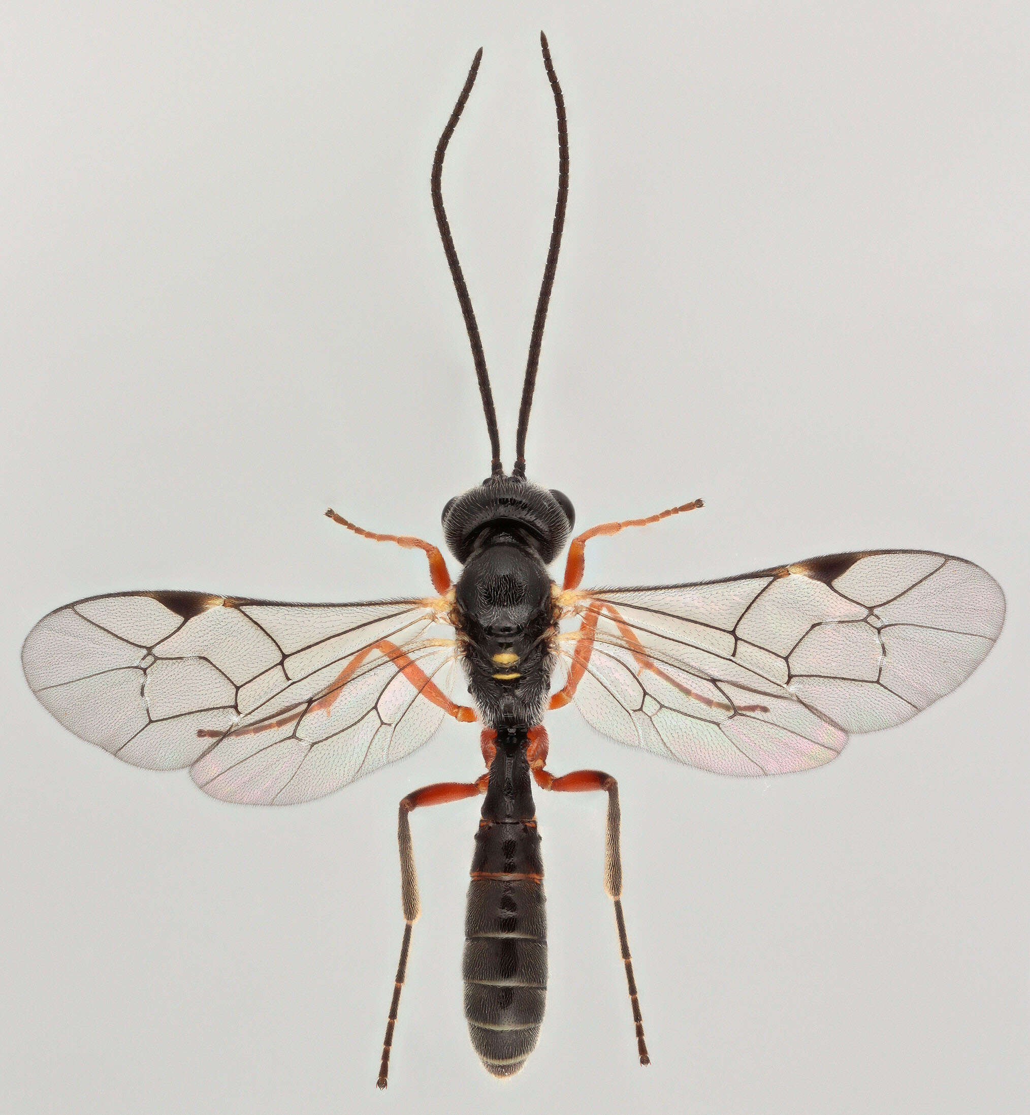 Imagem de Acrotomus lucidulus (Gravenhorst 1829)