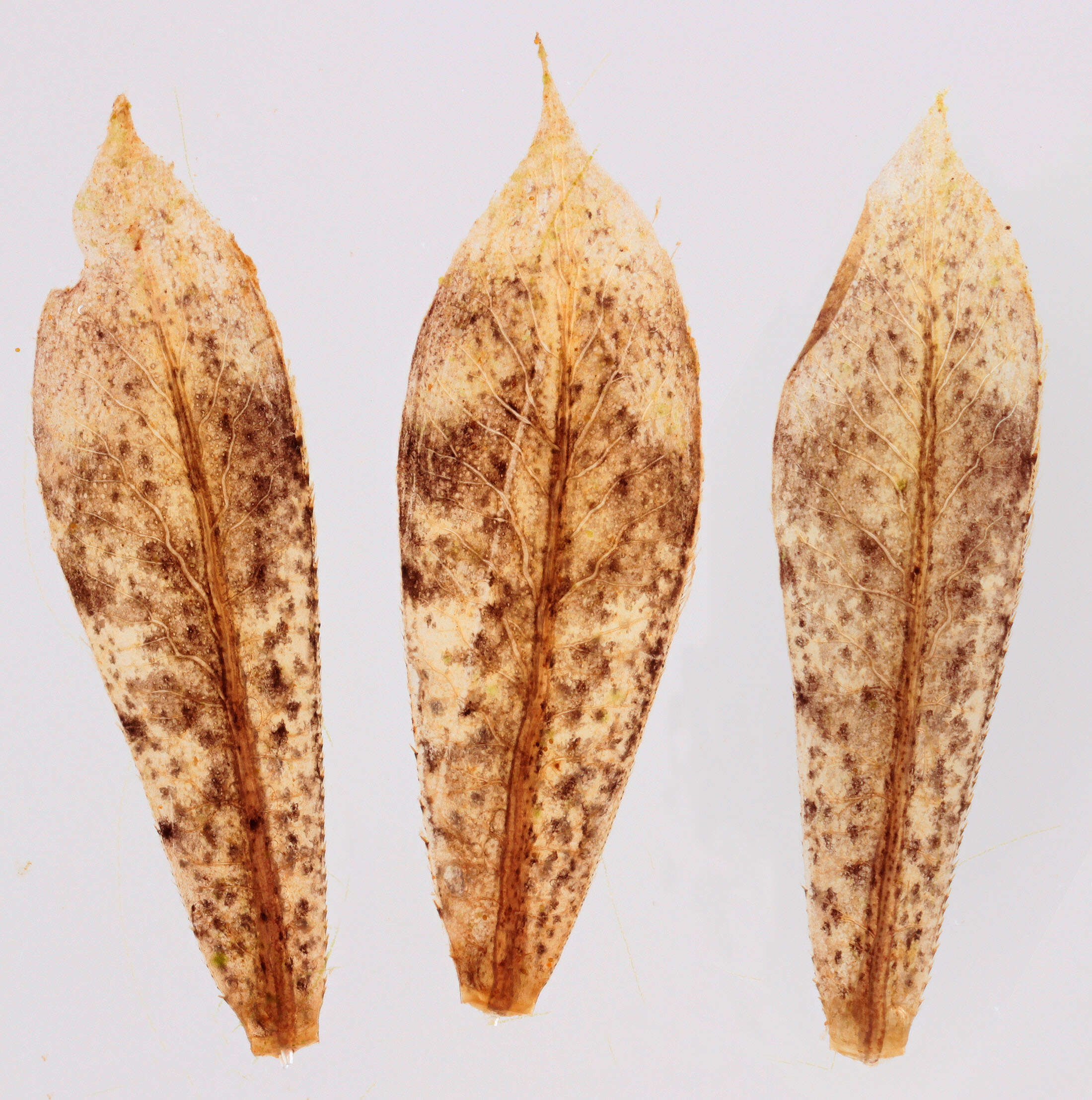 Sivun Pyrrhosoma Charpentier 1840 kuva