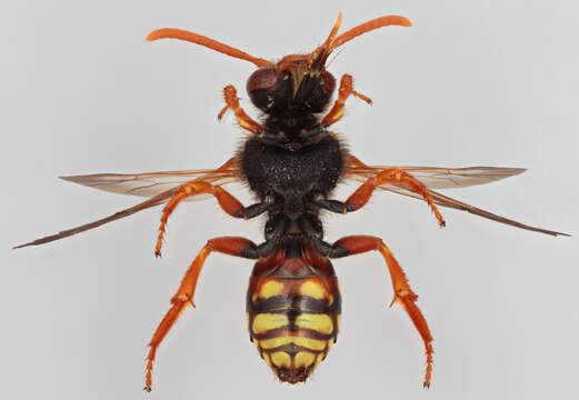 Image of Nomada fucata Panzer 1798