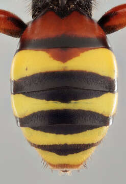 Image of Nomada fucata Panzer 1798