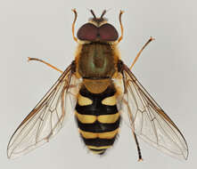 Image of Common Banded Hoverfly