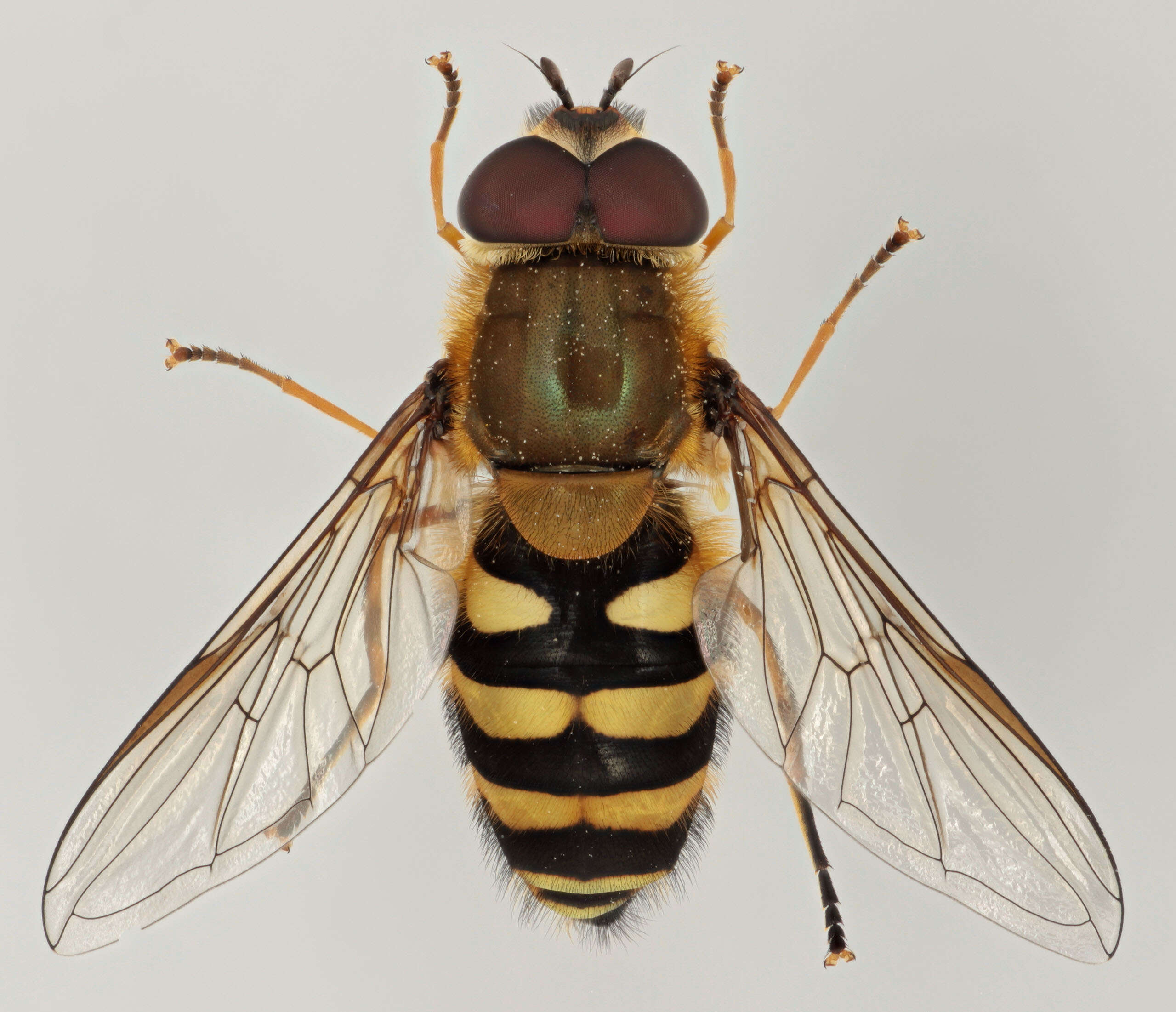 Image of Common Banded Hoverfly