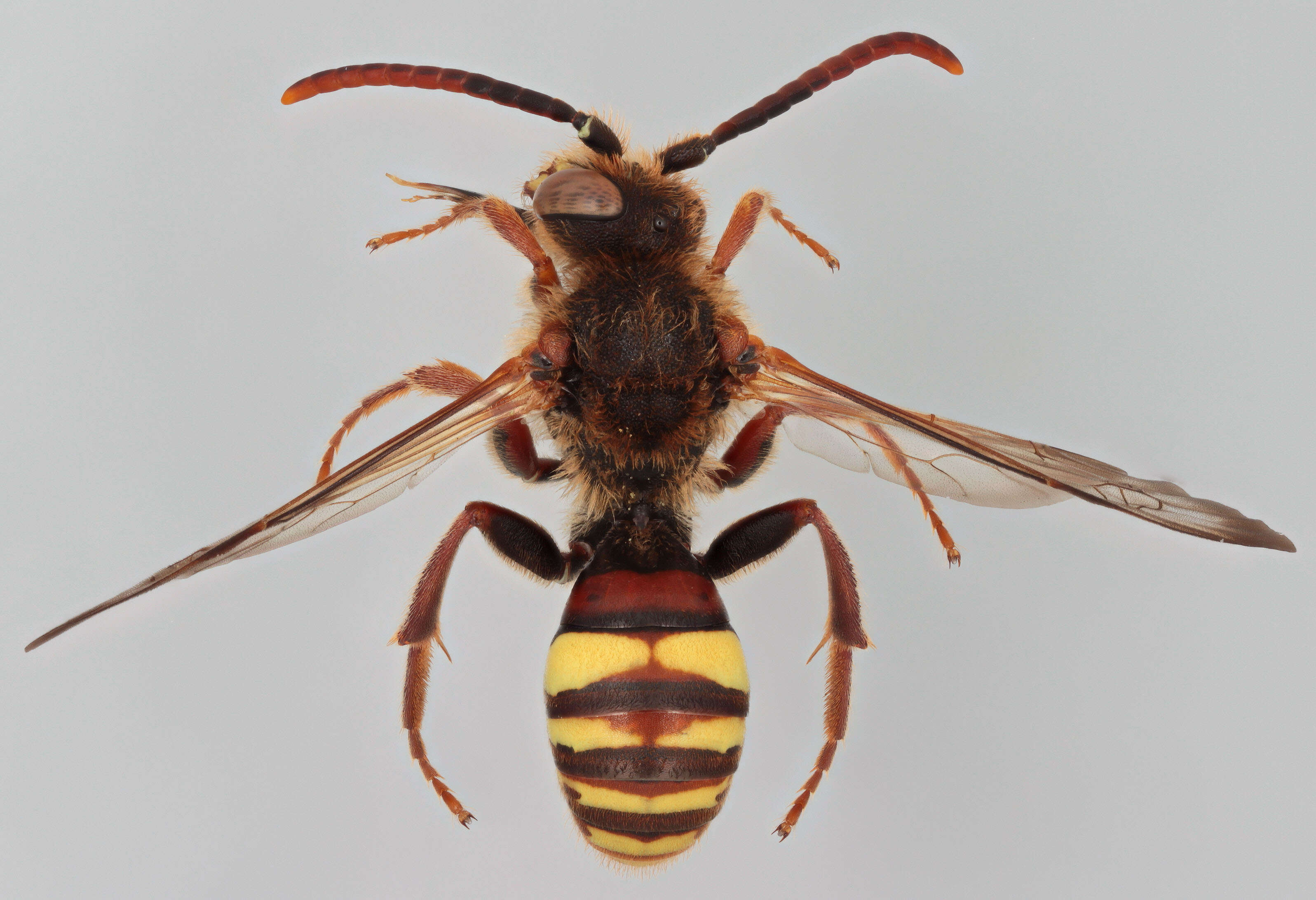 Image of Nomada ruficornis (Linnaeus 1758)