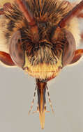 Image of Nomada ruficornis (Linnaeus 1758)