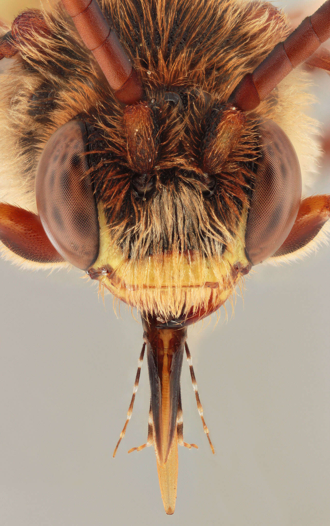 Image of Nomada ruficornis (Linnaeus 1758)