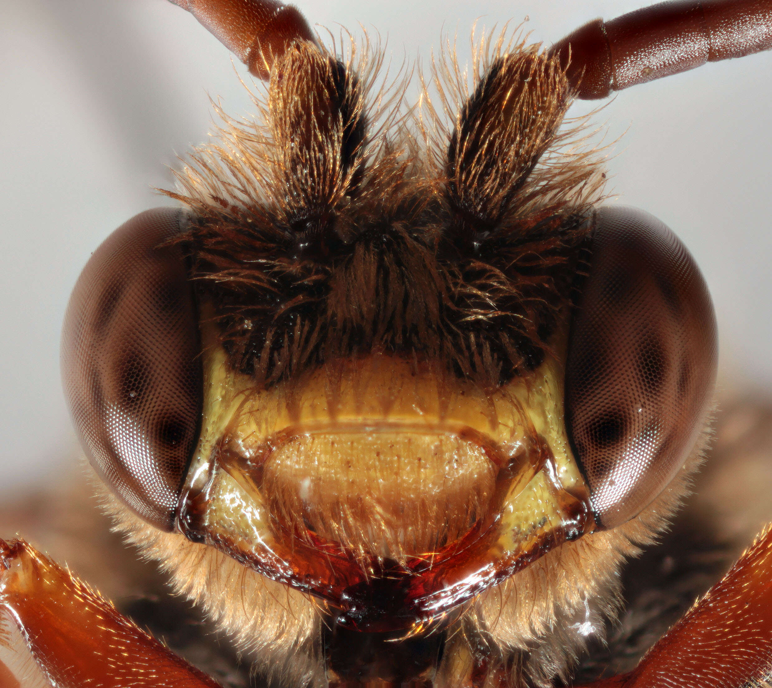 Image of Nomada ruficornis (Linnaeus 1758)