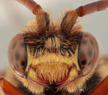 Image of Nomada ruficornis (Linnaeus 1758)