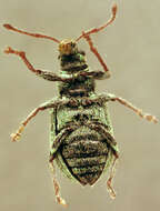 صورة Phyllobius (Parnemoicus) roboretanus Gredler 1882