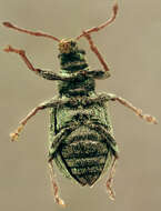 صورة Phyllobius (Parnemoicus) roboretanus Gredler 1882