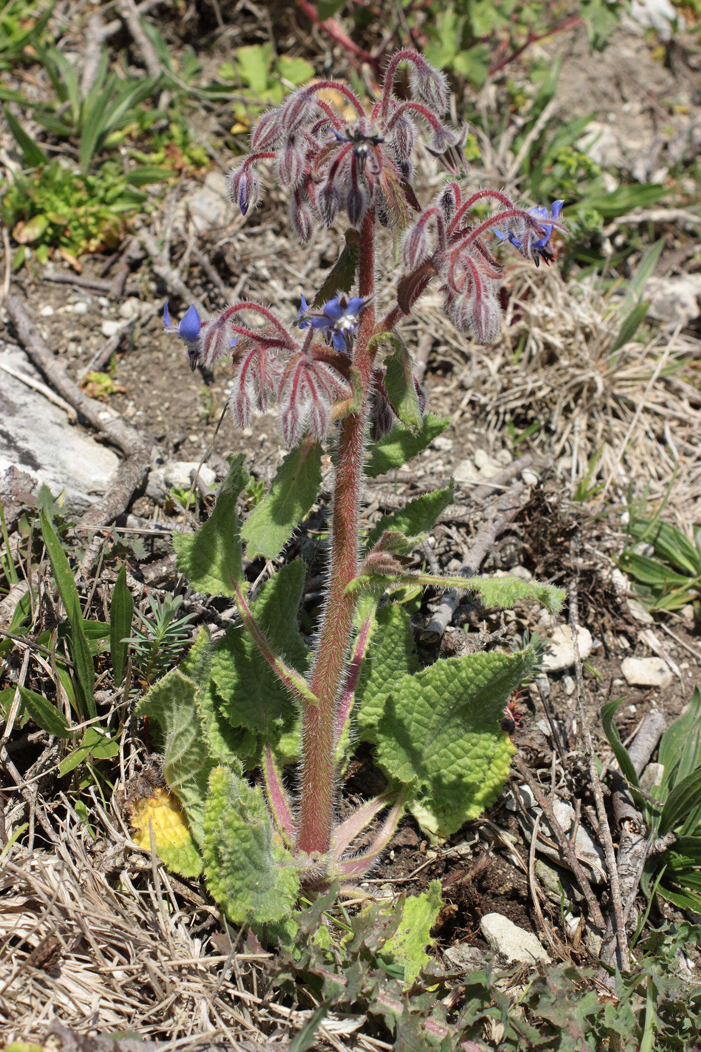 Image of borage