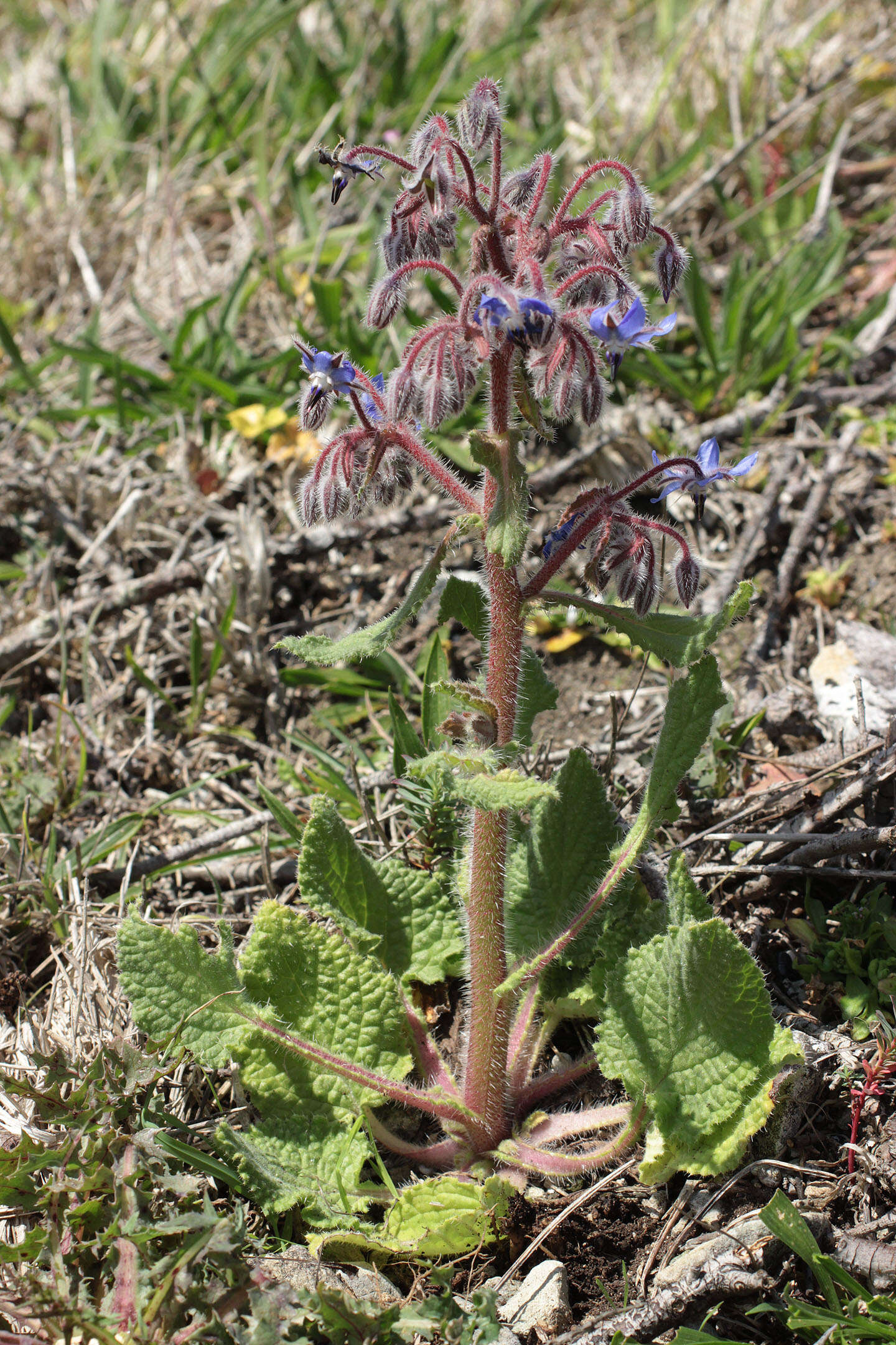 Image of borage