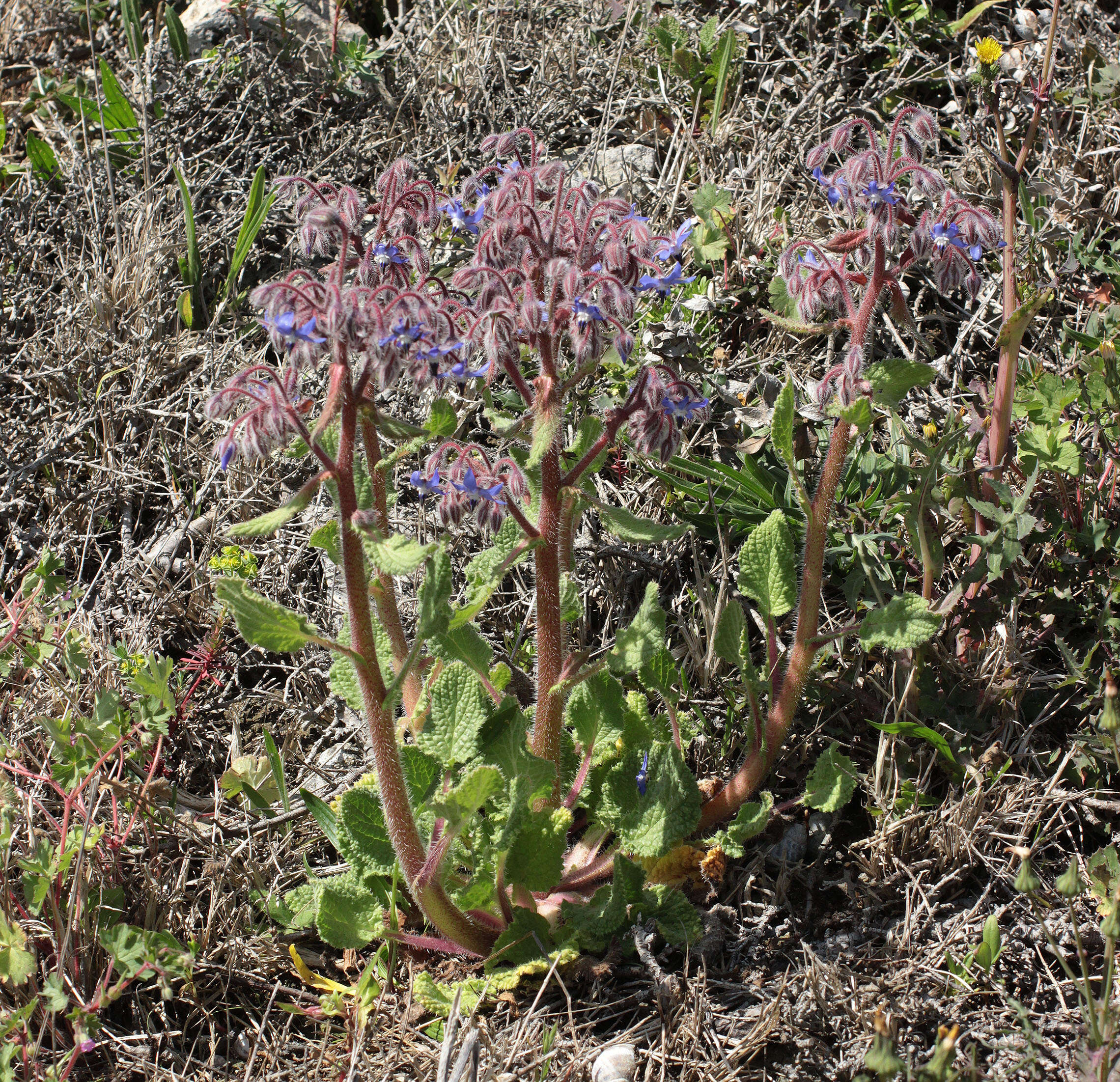 Image of borage